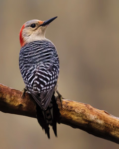 Red-bellied Woodpecker female