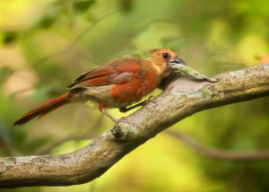 Cardinal (male)