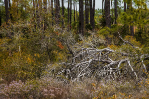 Gator Lake Nature Trail
