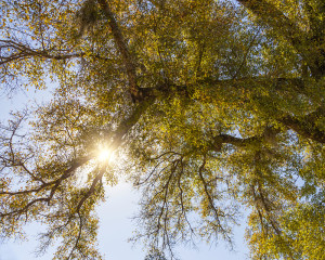 Graveyard Oak