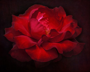 Textured Image