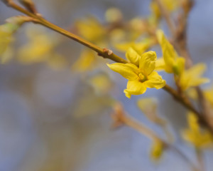 Forsythia