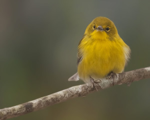 Pine Warbler Pine Warbler