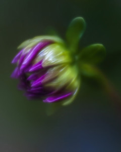 Dahlia