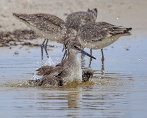 White-rumped Sandpipers