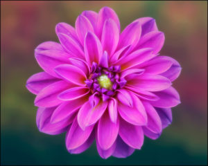 Dahlia