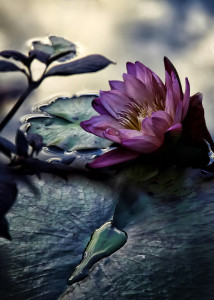 Water Lily