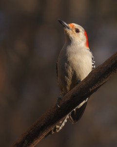 Red-bellied Woodpecker Red-bellied Woodpecker female