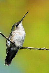 Female Ruby-throated Hummingbird
