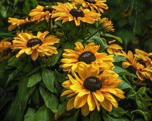 Black-eyed Susans