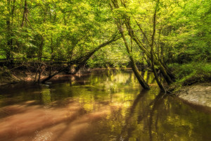 Creek Inside Mississippi Wildlife Management Area