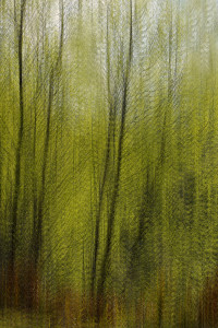 Renewal Simulated Multiple Exposure renewal-copy1