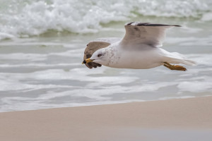 Ring-billed Gull