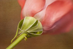 Rose With Texture