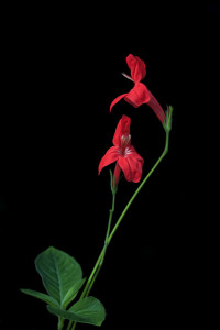 Ruellia
