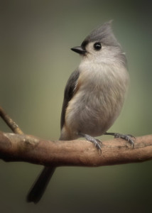 Tufted Titmouse