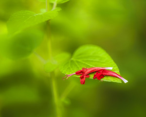 Spent Petals