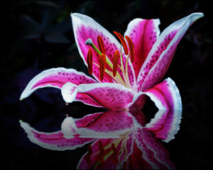 Stargazer Lily
