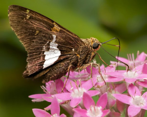 Silver-spotted Skipper