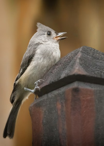 Tufted Titmouse