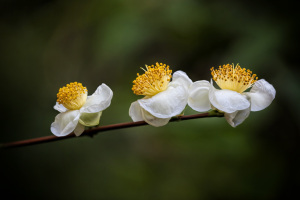 Tea Camellias