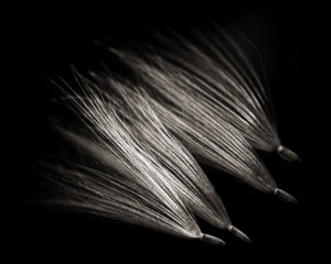 Seeds thistleseed-copyws