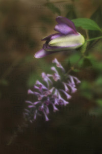 Textured Image vinesws