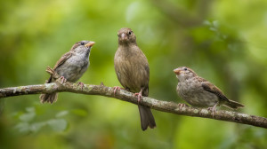 "Our Mom's the Best" (weaver finches)