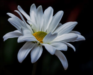 Daisy