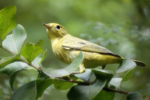 Yellow Warbler
