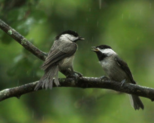 Mealtime Mealtime