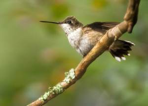 Ruby-throated Male
