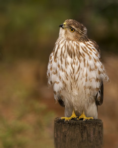 Coopers Hawk immature