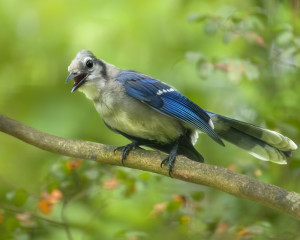 Bluejay