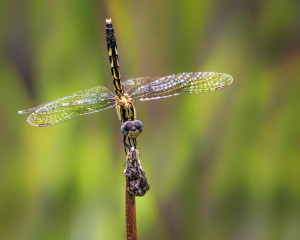 Blue Dasher female