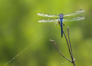Blue Dasher male