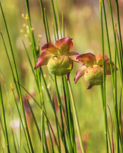 Flowers of the Red Pitcher Plant