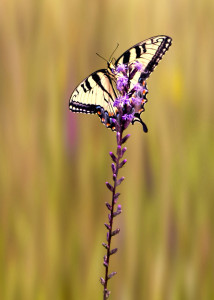 Eastern Tiger Swallowtail