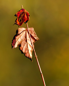 Hangin' On
