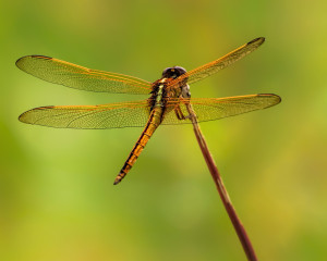 Needham's Skimmer female
