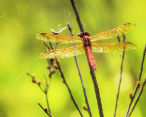 Needham's Skimmer male