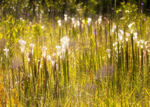 Pitcher Plants Pitcher Plants