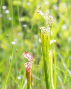Pitcher Plants