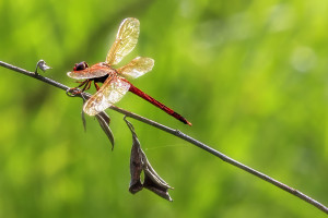 Needham's Skimmer male