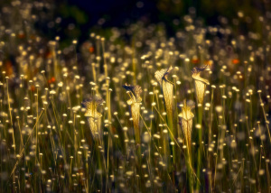 Pitchers Aglow