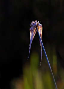Sunset Sedge