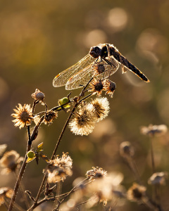 Blue Dasher female