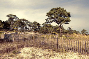Bird Sanctuary Dunes