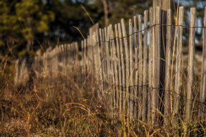 Dune Fence