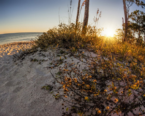 Fisheye Dune